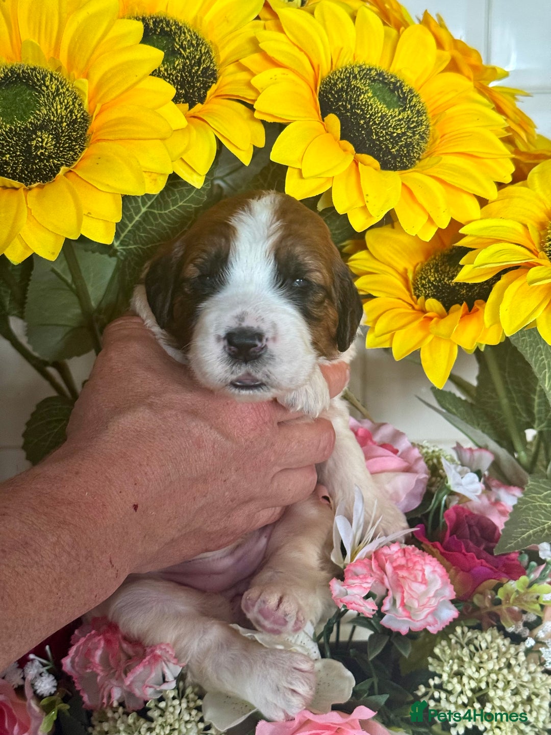 Saint Bernard dogs for sale: F1 st doodles puppies for sale - Image 1