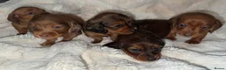 Miniature Dachshund dogs for sale: Miniature Dachshund Puppies  - Advert 8