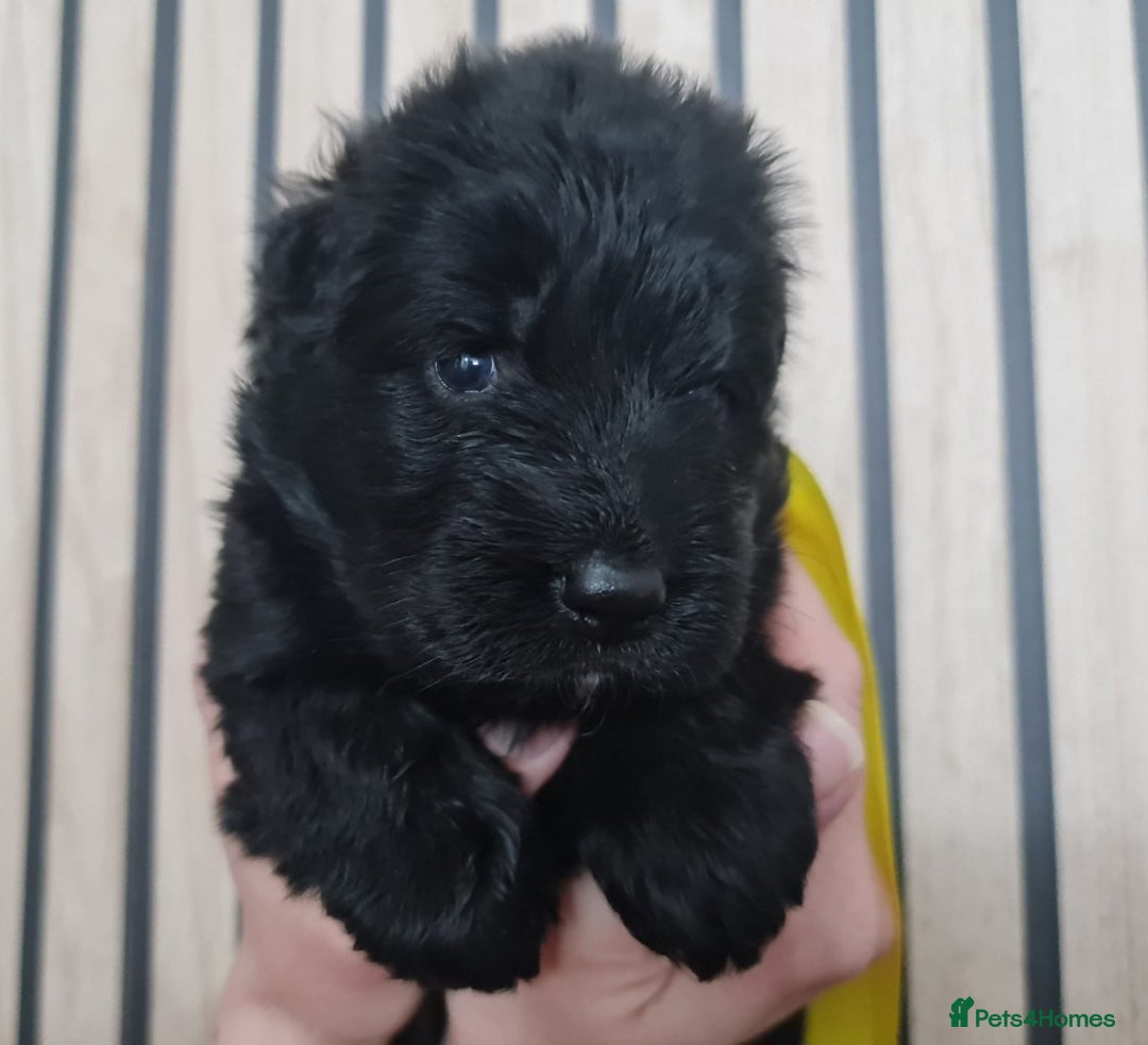 German Shepherd dogs for sale: KC, Top Quality Long Hair GSD Puppies  - Advert 20