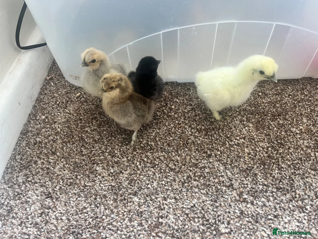 Chickens poultry for sale: Silkie chicks available  - Advert 2