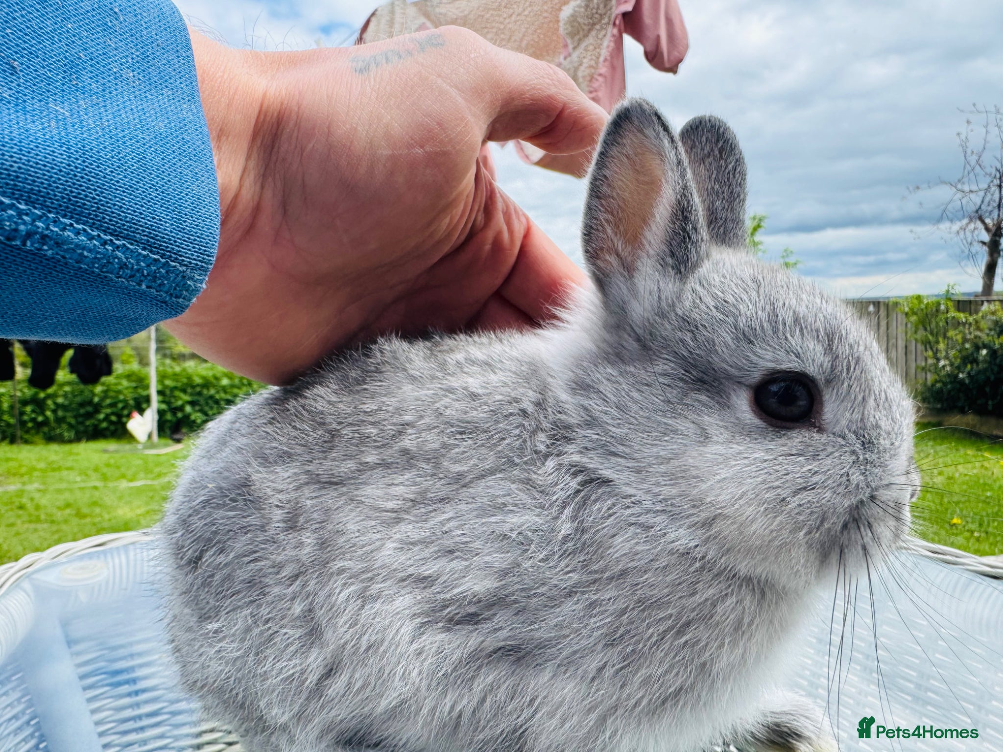 Netherland Dwarf rabbits *Tiny* *PURE netherland dwarf bunnies  - Advert 16