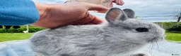 Netherland Dwarf rabbits for sale: *Tiny* *PURE netherland dwarf bunnies  - Advert 1