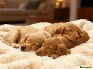 Cocker Spaniel dogs 6 Gorgeous Cocker Spaniel Puppies Left - Advert 5