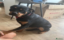 Rottweiler dogs for sale:  Female rottie 2 yr old open to sensible offers   - Image 3