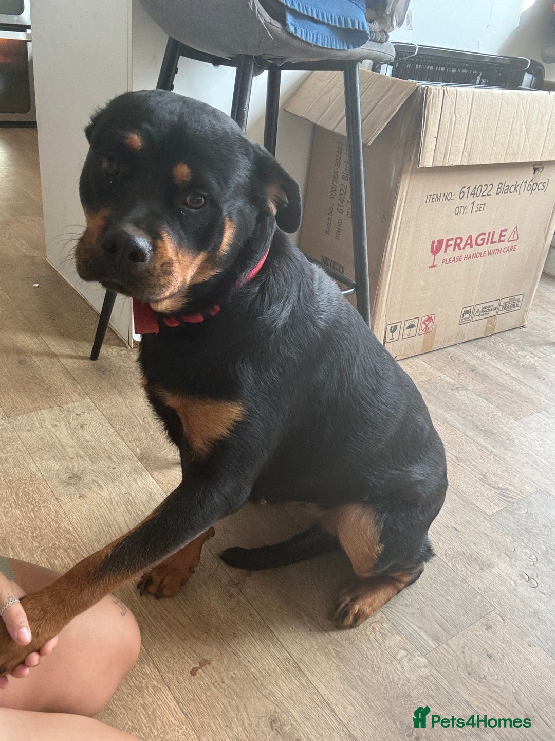 Rottweiler dogs for sale:  Female rottie 2 yr old open to sensible offers   - Image 3