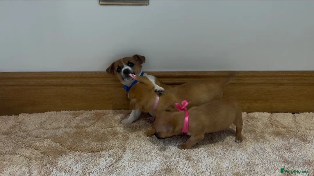 Jack Russell dogs for sale: Jack Russell puppies in Darwen - Advert 2