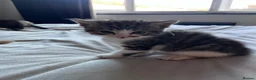 Mixed Breed cats for sale: X4 male kittens  in Hornsea - Advert 18