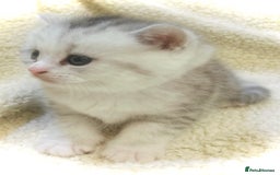 Persian cats for sale:  Persian cross now reserved.  - Image 3