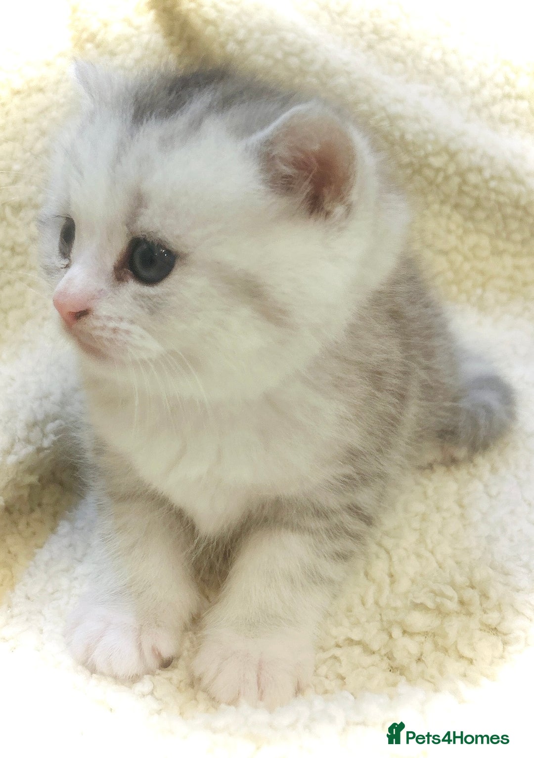 Persian cats for sale:  Persian cross now reserved.  - Image 3
