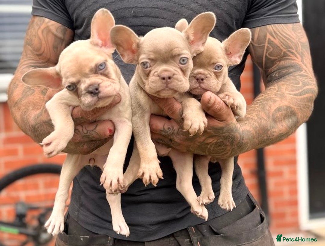 French Bulldog dogs for sale: ‼️ READY TO LEAVE NOW -3 French bulldog pups left! in Ripley - Image 24