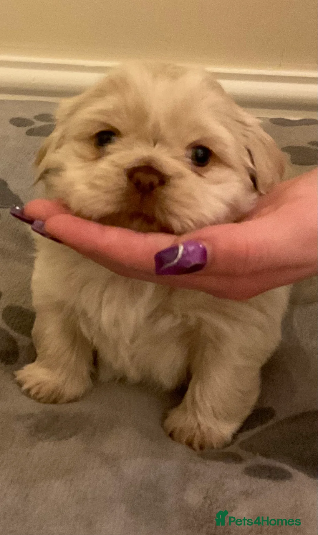 Shih Tzu dogs for sale: Beautiful Shih Tzu pups for sale 💖 - Advert 10
