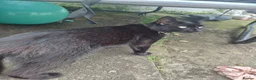 Mixed Breed cats for sale: female car  - Advert 3