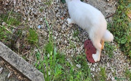 New Zealand rabbits for sale: New Zealand white rabbits For Sale  - Image 8