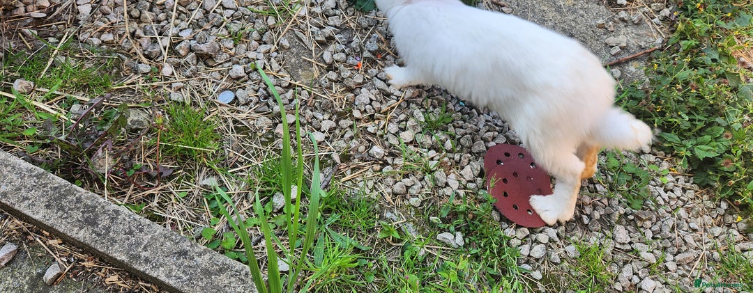 New Zealand rabbits for sale: New Zealand white rabbits For Sale  - Image 8