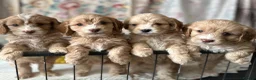 Cavapoo dogs for sale: Cavapoo’s  - Advert 4