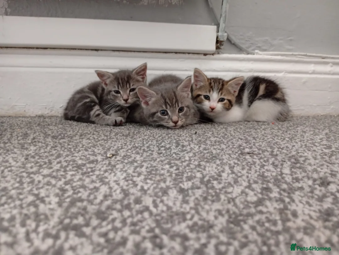 Mixed Breed cats for sale: 🐾 3 Adorable Tabby Kittens Ready Now🐾 in Cramlington - Advert 1