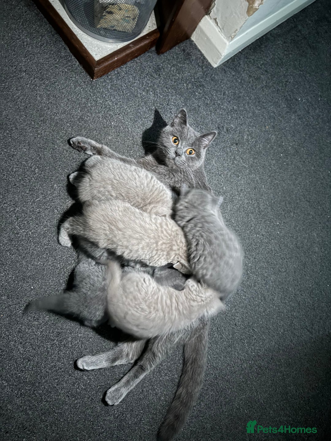 British Shorthair cats for sale: British shorthair lilac and blue - Advert 2