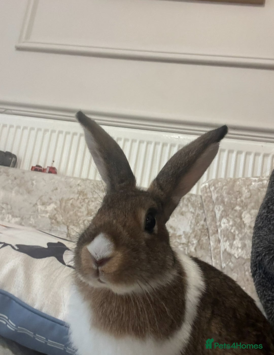 English rabbits for sale: Rabbits  - Image 2