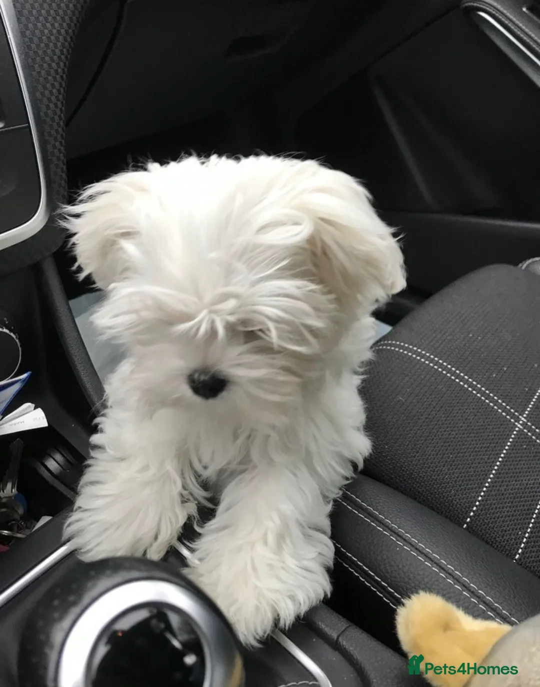 Maltese dogs for sale: MALTESE GIRL - Advert 2