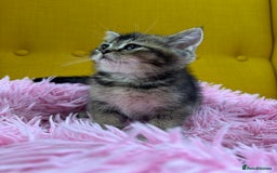 British Shorthair cats for sale: 5 Adorable British Shorthair Kittens - Image 4