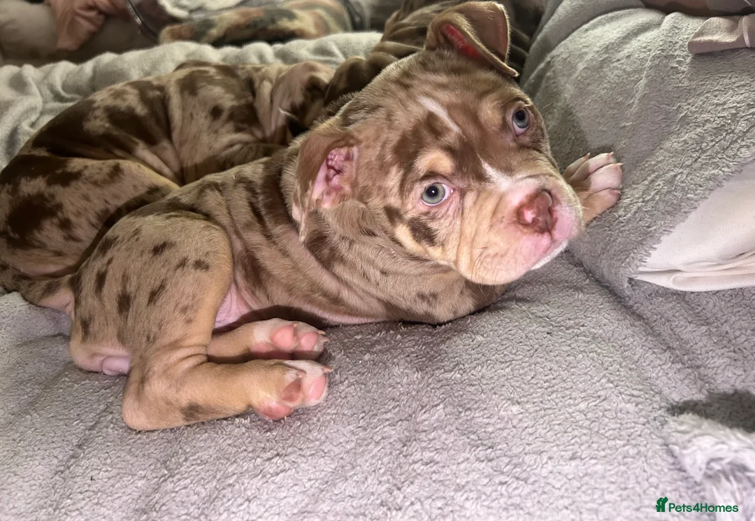 Mixed Breed dogs for sale: 4 girl pocket bully’s ready to go  - Advert 21
