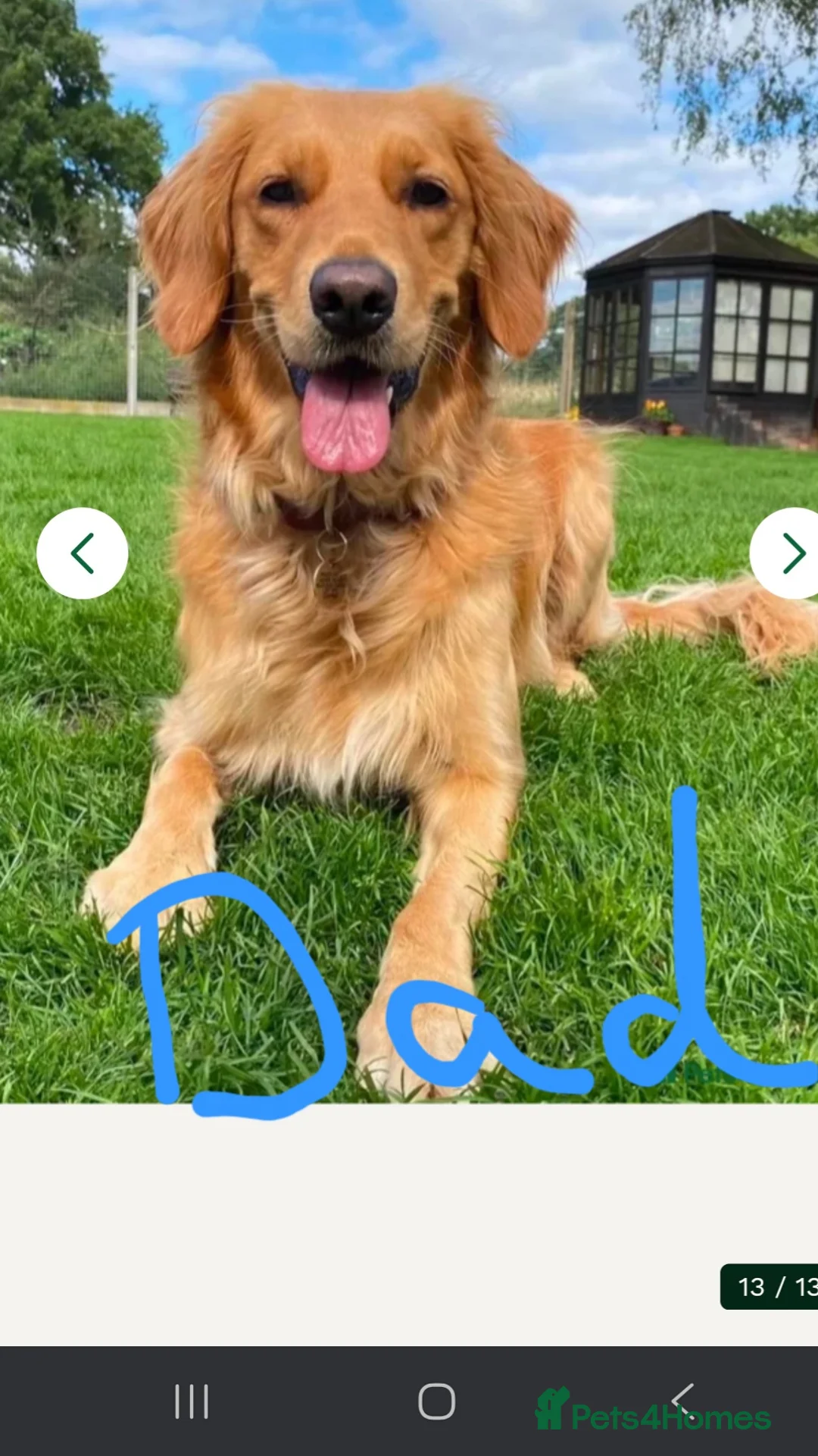 Golden Retriever dogs for sale: Chunky KC registered golden retrievers  - Advert 21