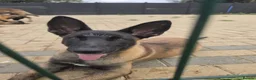 Belgian Shepherd Dog dogs for sale: Belgian shepards manolis  in Waltham Cross - Advert 4