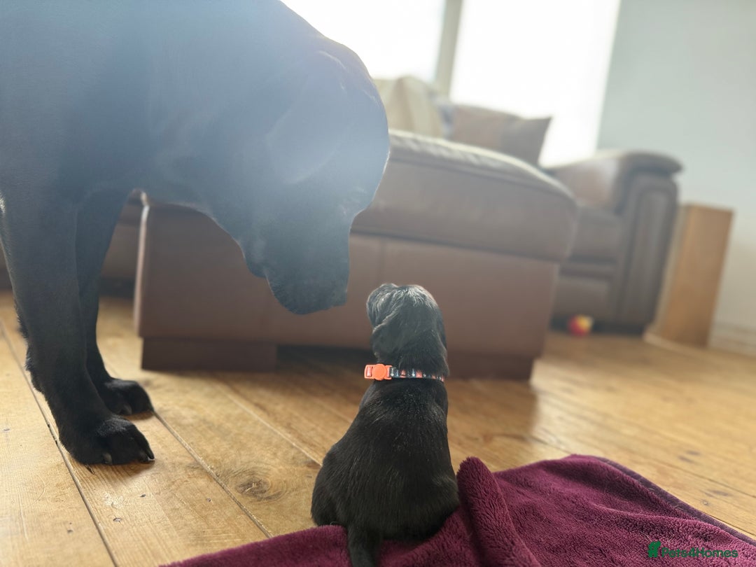 Labrador Retriever dogs for sale: Beautiful chunky litter of black pups  - Advert 14