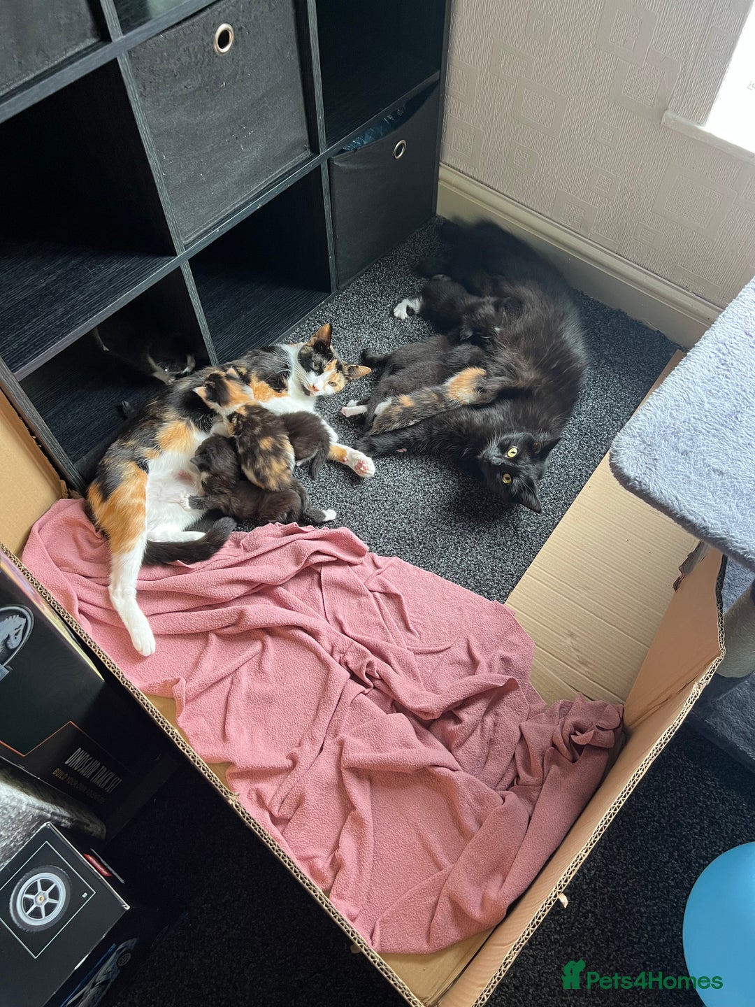 Mixed Breed cats for sale: 4 kittens for sale from 2 litters - Image 21