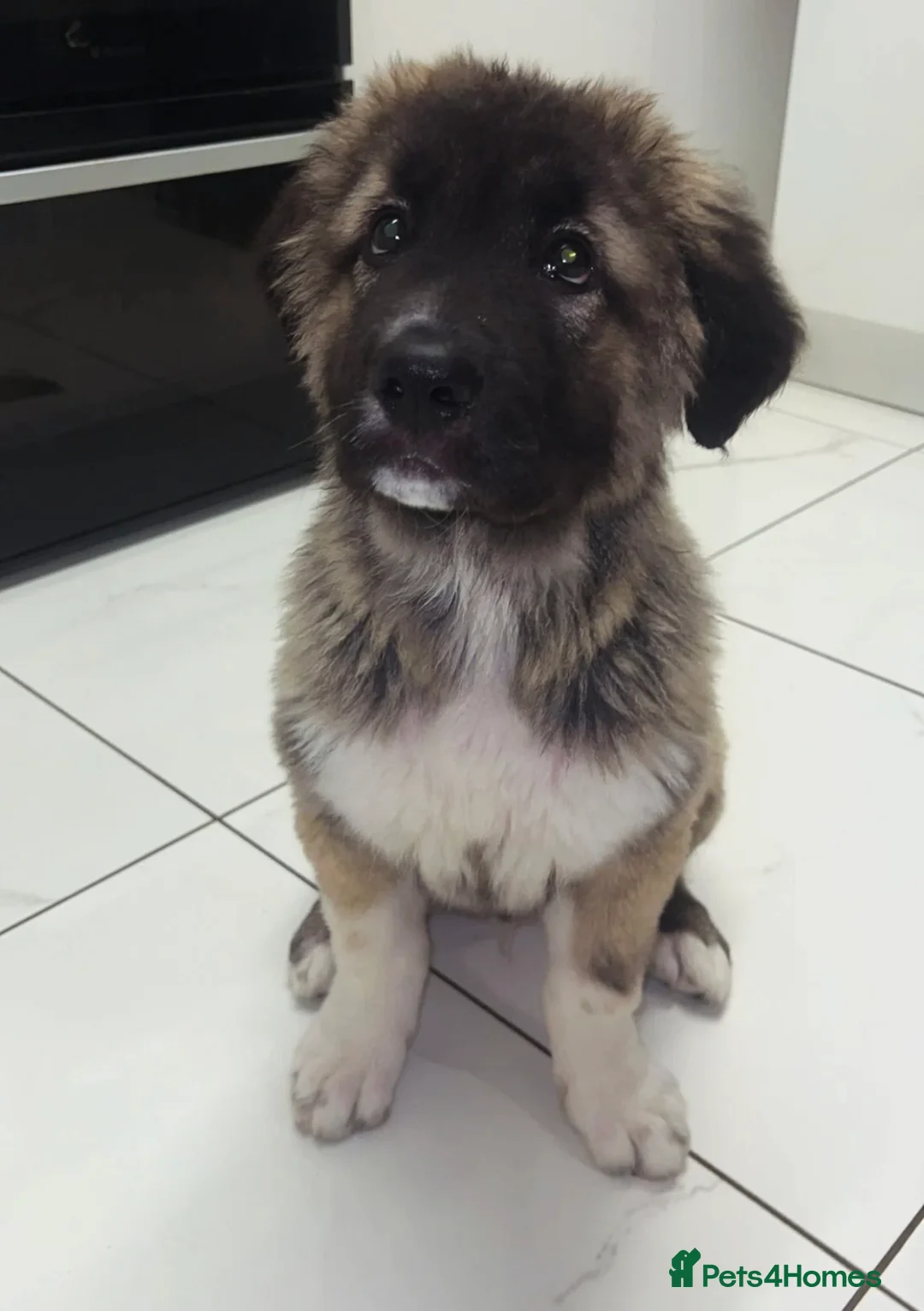 Caucasian Shepherd Dog dogs for sale: Rare Russian Ovcharka full breed Puppy  - Advert 2