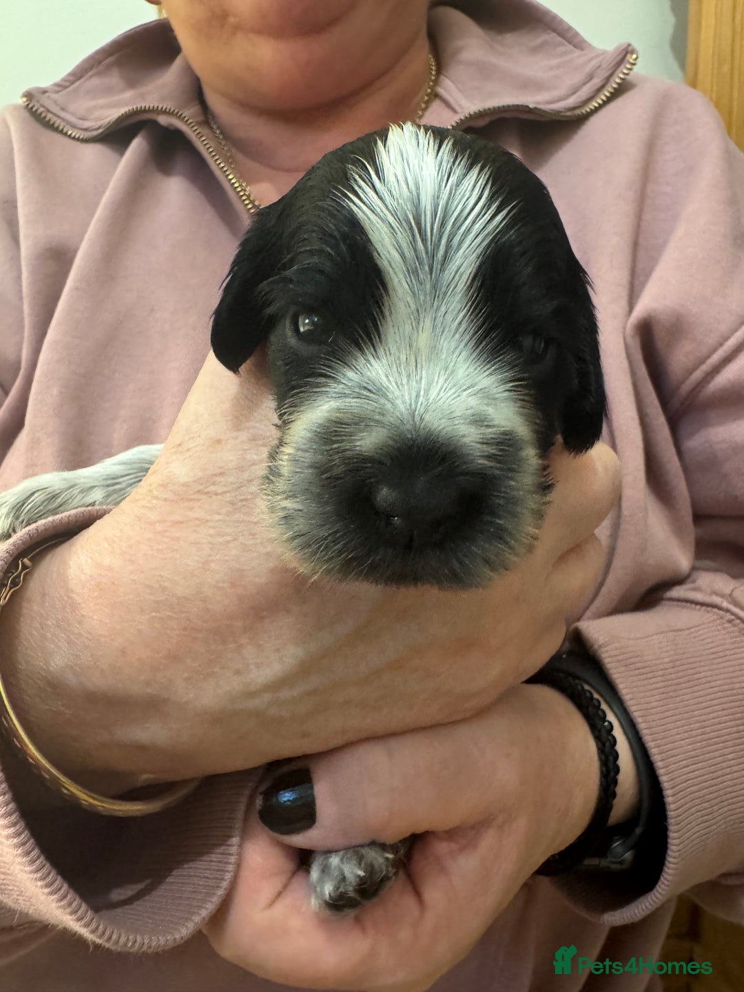 Cocker Spaniel dogs for sale: 7 Blue Roan Cocker Spaniel puppies - Advert 4