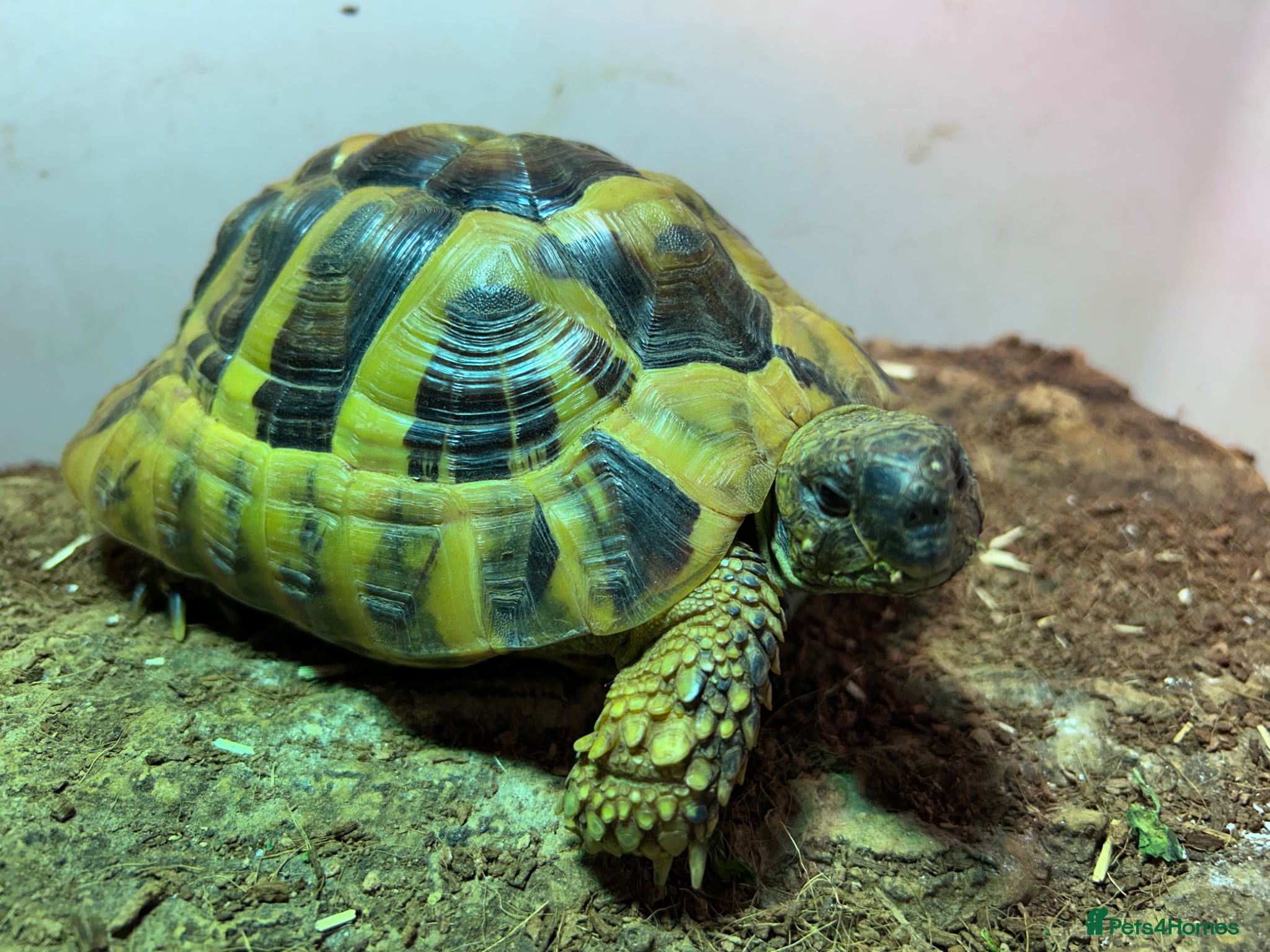 Hermann Tortoise reptiles Male Herman Tortoise  - Advert 1