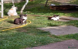 Mixed Breed cats for sale: Gorgeous kittens for sale  - Image 2