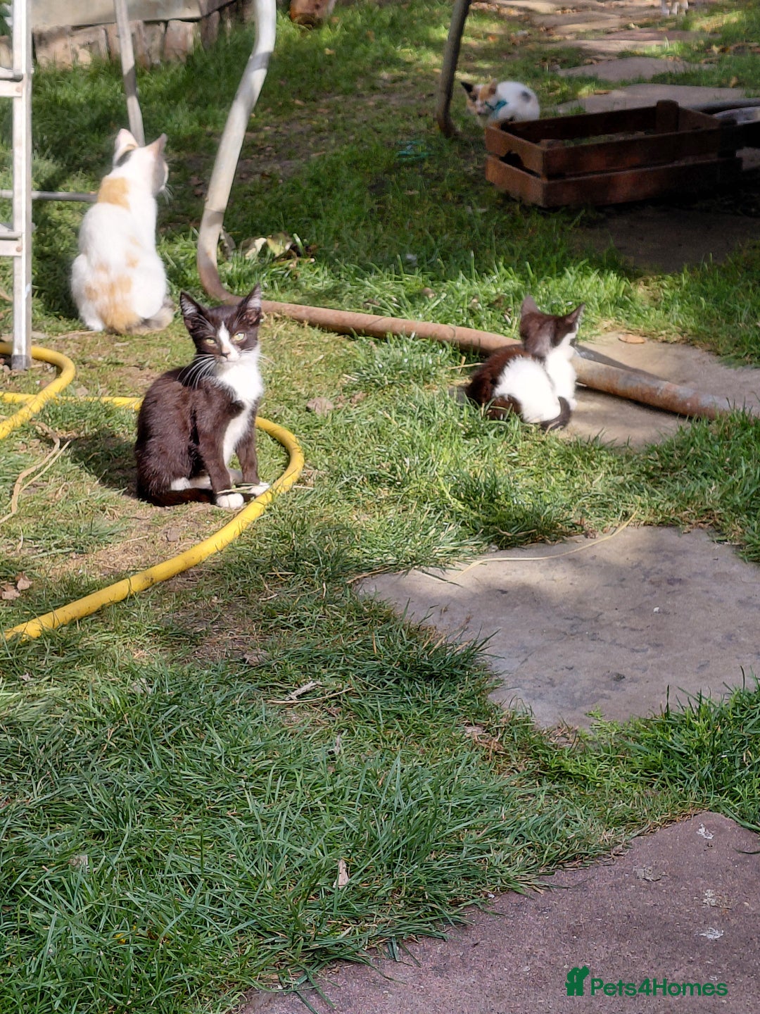 Mixed Breed cats for sale: Gorgeous kittens for sale  - Image 2