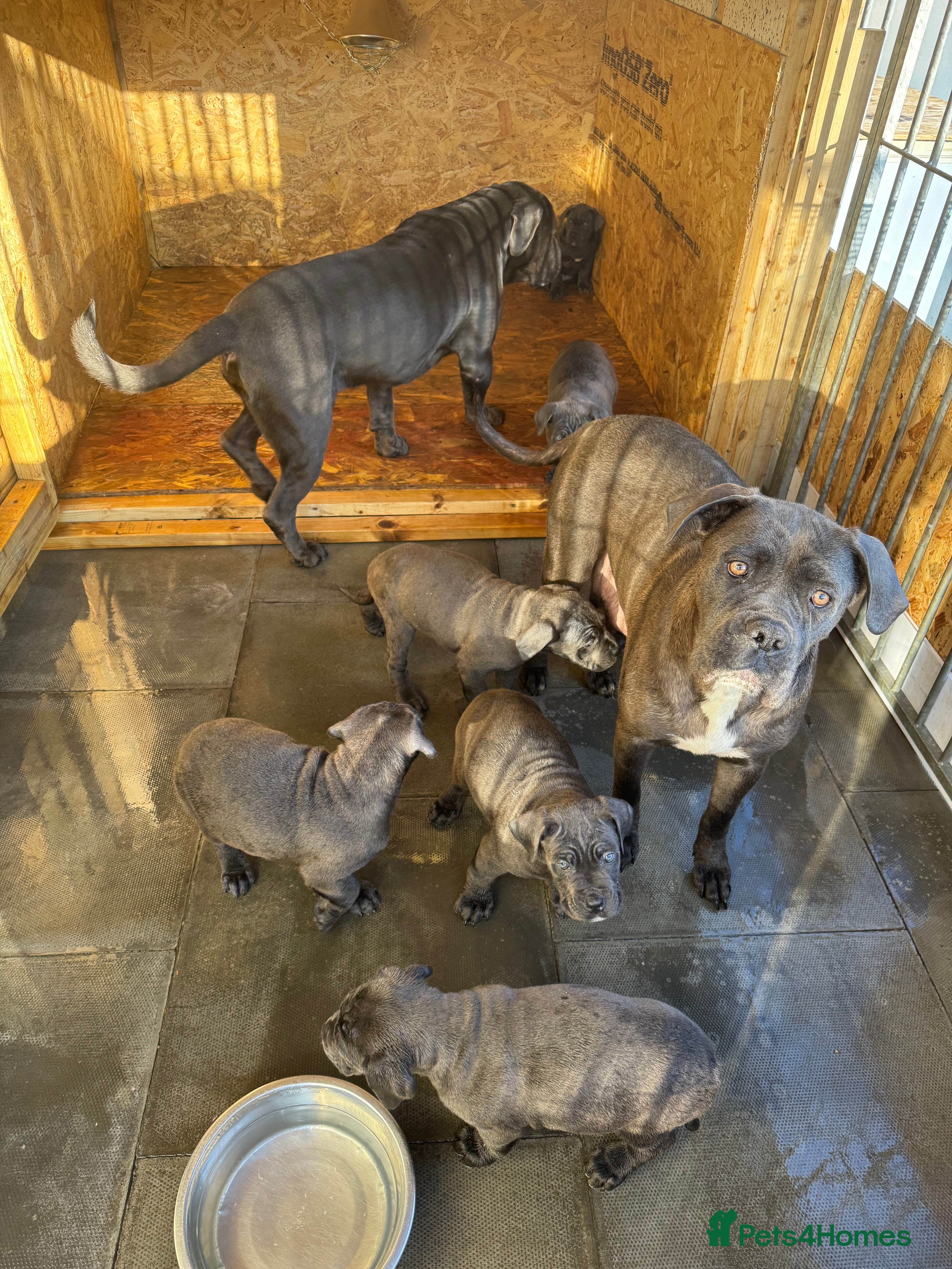 Cane Corso dogs CANE CORSO CHAMPION BLOOD LINE VERY GOOD STOCK - Advert 1