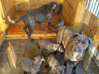 Cane Corso dogs CANE CORSO CHAMPION BLOOD LINE VERY GOOD STOCK - Advert 4