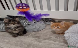 Maine Coon cats for sale: Absolutely Stunning Part Maine Coon Kittens - Advert 15