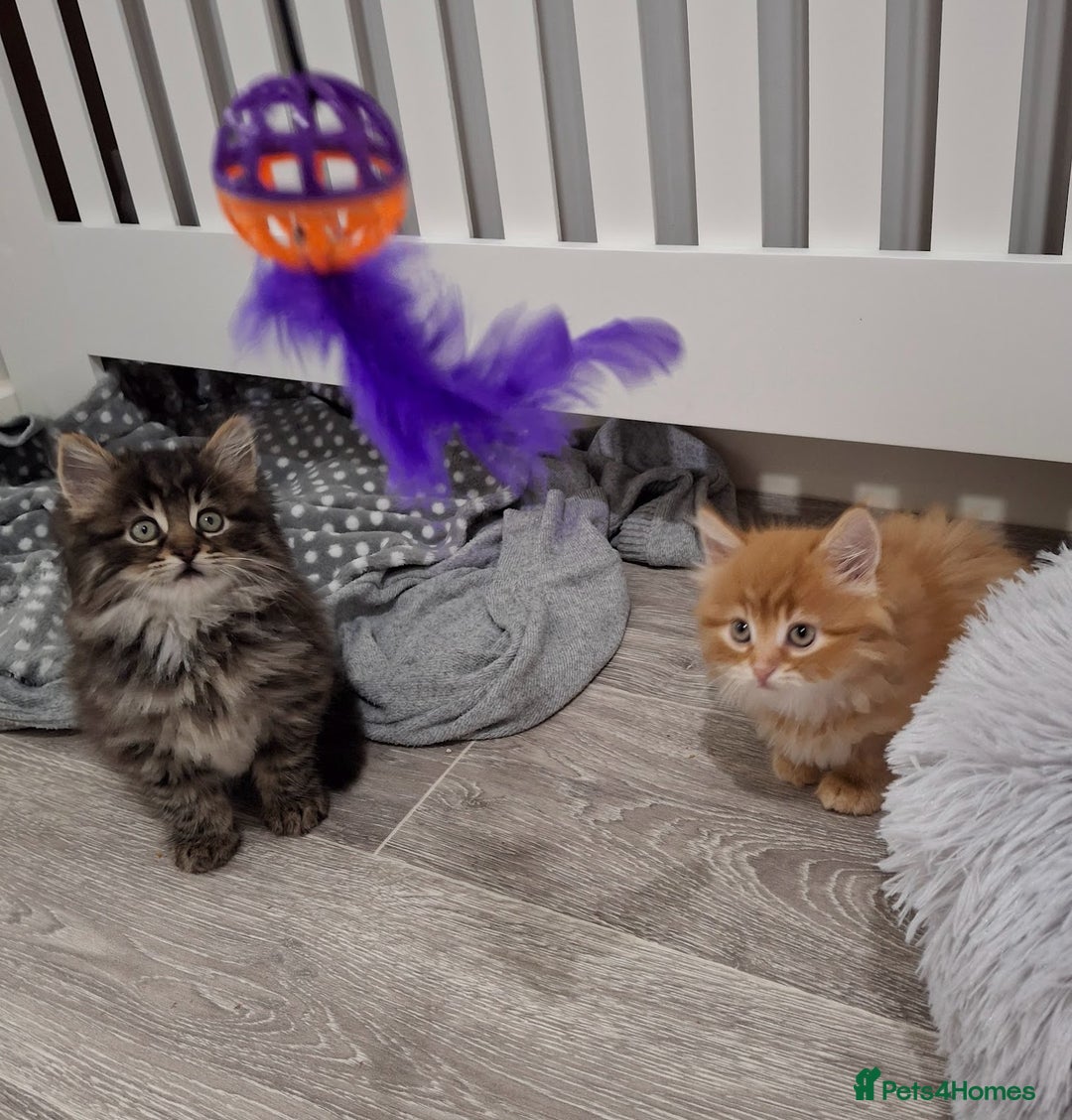 Maine Coon cats for sale: Absolutely Stunning Part Maine Coon Kittens - Advert 15