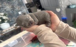 French Bulldog dogs for sale: Fluffy French bulldog  - Image 11