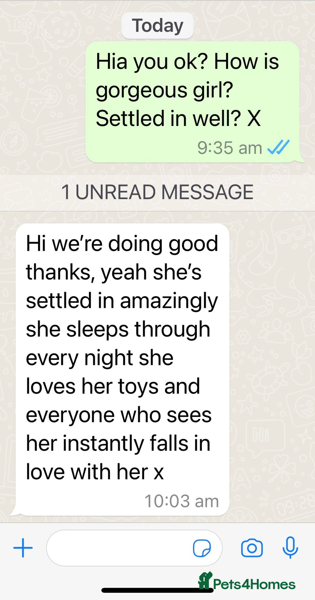 Welsh Corgi Pembroke dogs for sale: Champion bloodlines on both sides, great with kids - Advert 27