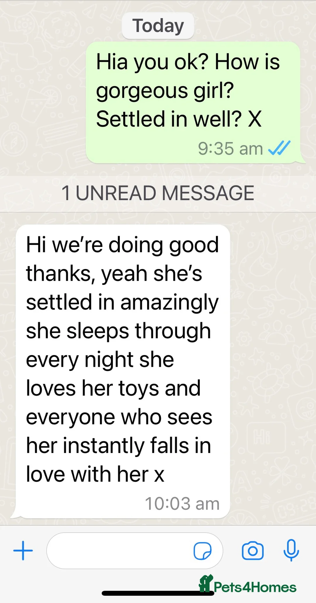 Welsh Corgi Pembroke dogs for sale: Champion bloodlines on both sides, great with kids - Advert 28