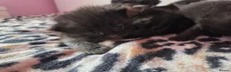 Perdoll cats for sale: Kittens  - Advert 7