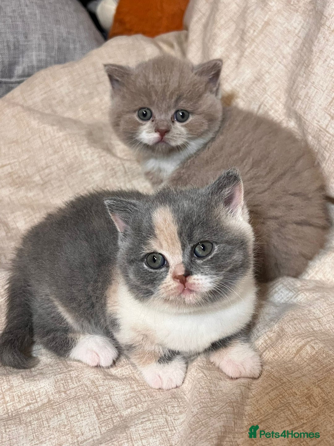 British Shorthair cats for sale: Multicolour GCCF Registered BSH kittens - Advert 16