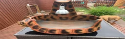 Hermann Tortoise reptiles for sale: 3 year old Hermann’s Tortoises in Birmingham - Advert 12