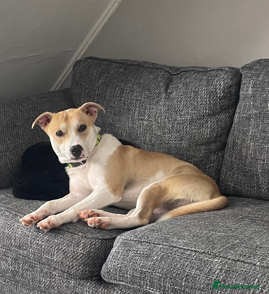 Mixed Breed dogs for sale: Mixed breed boy  - Image 4