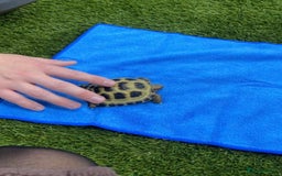 Tortoise reptiles for sale: Horsfield tortoise  - Image 4