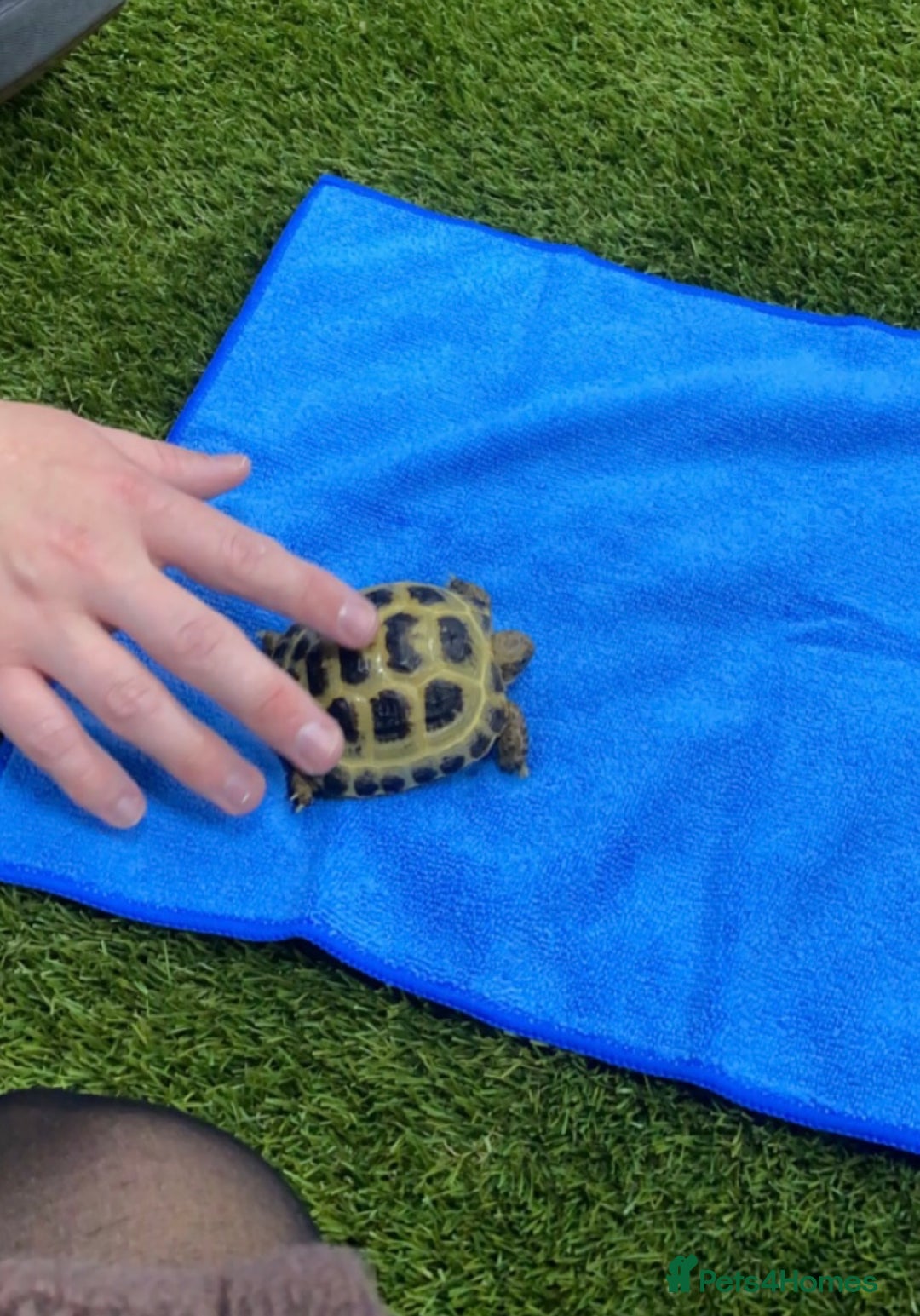 Tortoise reptiles for sale: Horsfield tortoise  - Image 4
