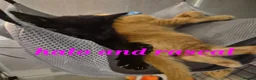 Mixed Breed cats for sale: Beautiful loved , healthy kitten's  - Advert 5