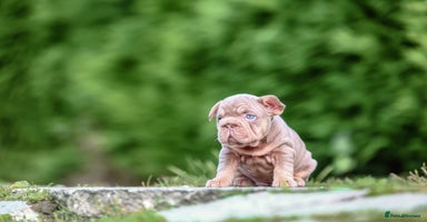 French Bulldog dogs - Advert 16