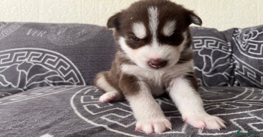 Siberian Husky dogs - Advert 11